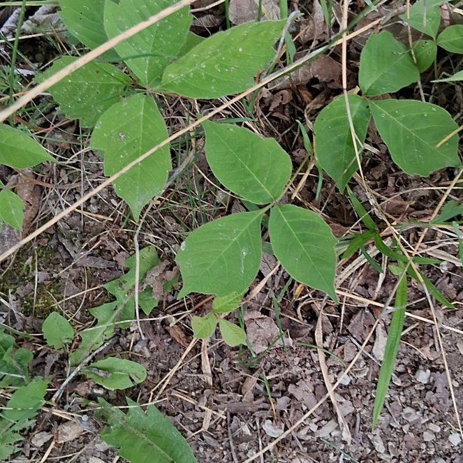 Photo of the plant species Poison Ivy by @QuotableLentil named Pax on Greg, the plant care app