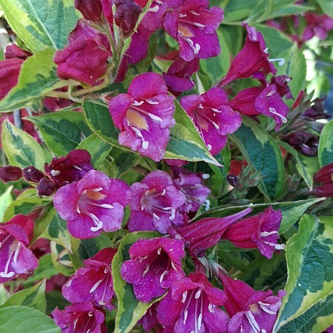 Photo of the plant species Redclaws by @QuotableLentil named Bella on Greg, the plant care app