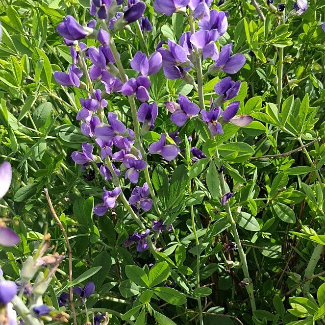 Photo of the plant species Baptisia Australis by @QuotableLentil named Willow on Greg, the plant care app