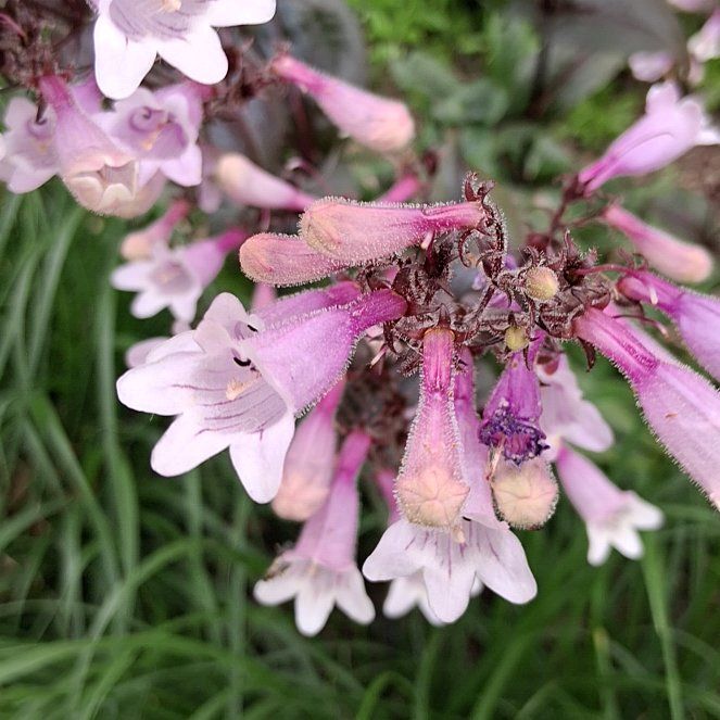 Photo of the plant species Foxglove Beardtongue by @QuotableLentil named Achilles on Greg, the plant care app