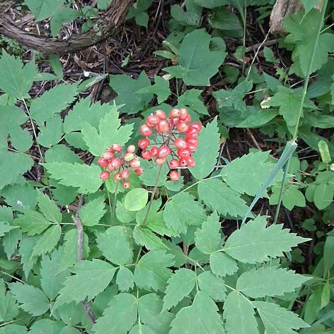 Photo of the plant species White Baneberry by @QuotableLentil named Doja Cat on Greg, the plant care app
