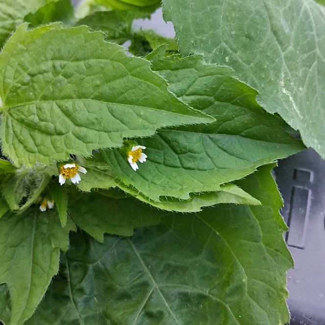 Photo of the plant species Hairy Galinsoga by @QuotableLentil named Hemingway on Greg, the plant care app
