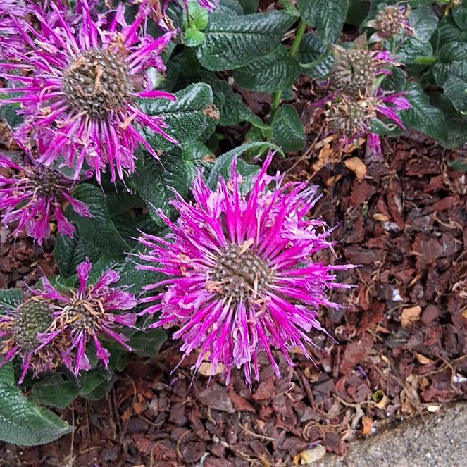Photo of the plant species Wild Bergamot by @QuotableLentil named Madonna on Greg, the plant care app