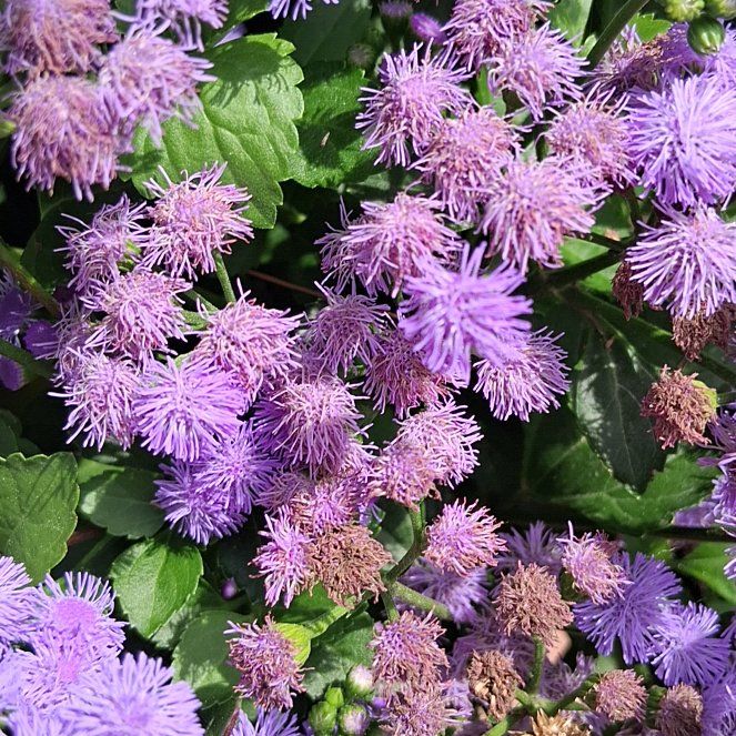 Photo of the plant species Blue Mistflower by @QuotableLentil named Foxxy on Greg, the plant care app