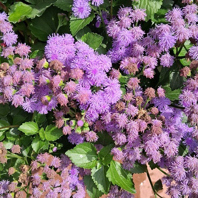 Photo of the plant species Blue Mistflower by @QuotableLentil named Winston on Greg, the plant care app