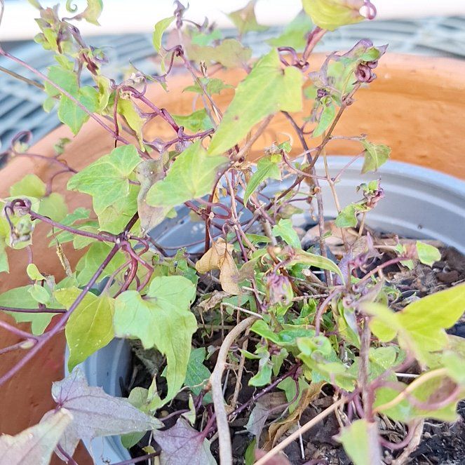 Photo of the plant species Climbing Snapdragon by @MatureTarbush91 named Regina on Greg, the plant care app