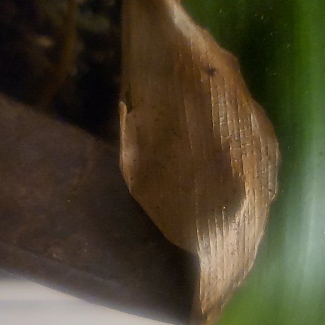 Photo of the plant species Smooth Meadowgrass by @FullElkweed7 named Kendall on Greg, the plant care app