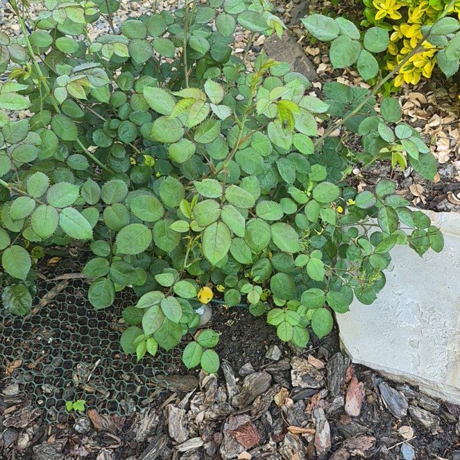 Photo of the plant species Rosa Gymnocarpa by @SuperblyCacto71 named Drake on Greg, the plant care app