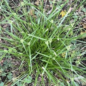 Photo of the plant species Tall Flatsedge by @AceOgreears12 named Kendall on Greg, the plant care app