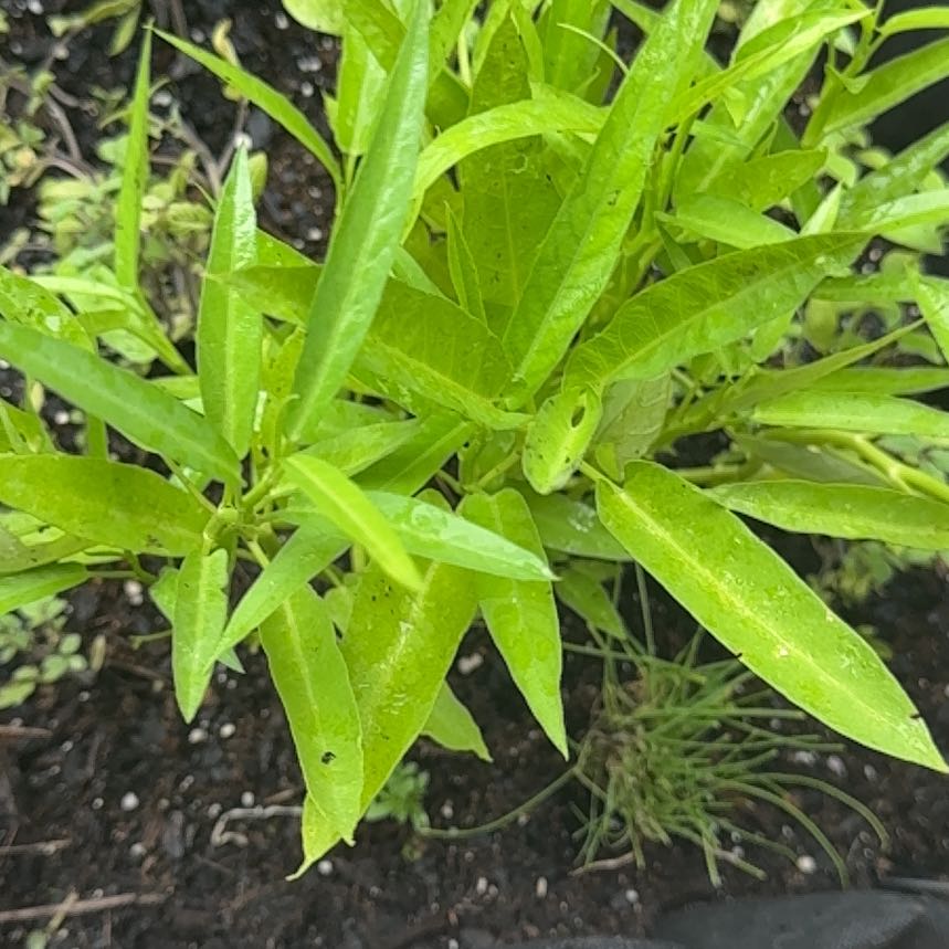 Photo of the plant species Swamp Milkweed by @AceOgreears12 named Bieber on Greg, the plant care app