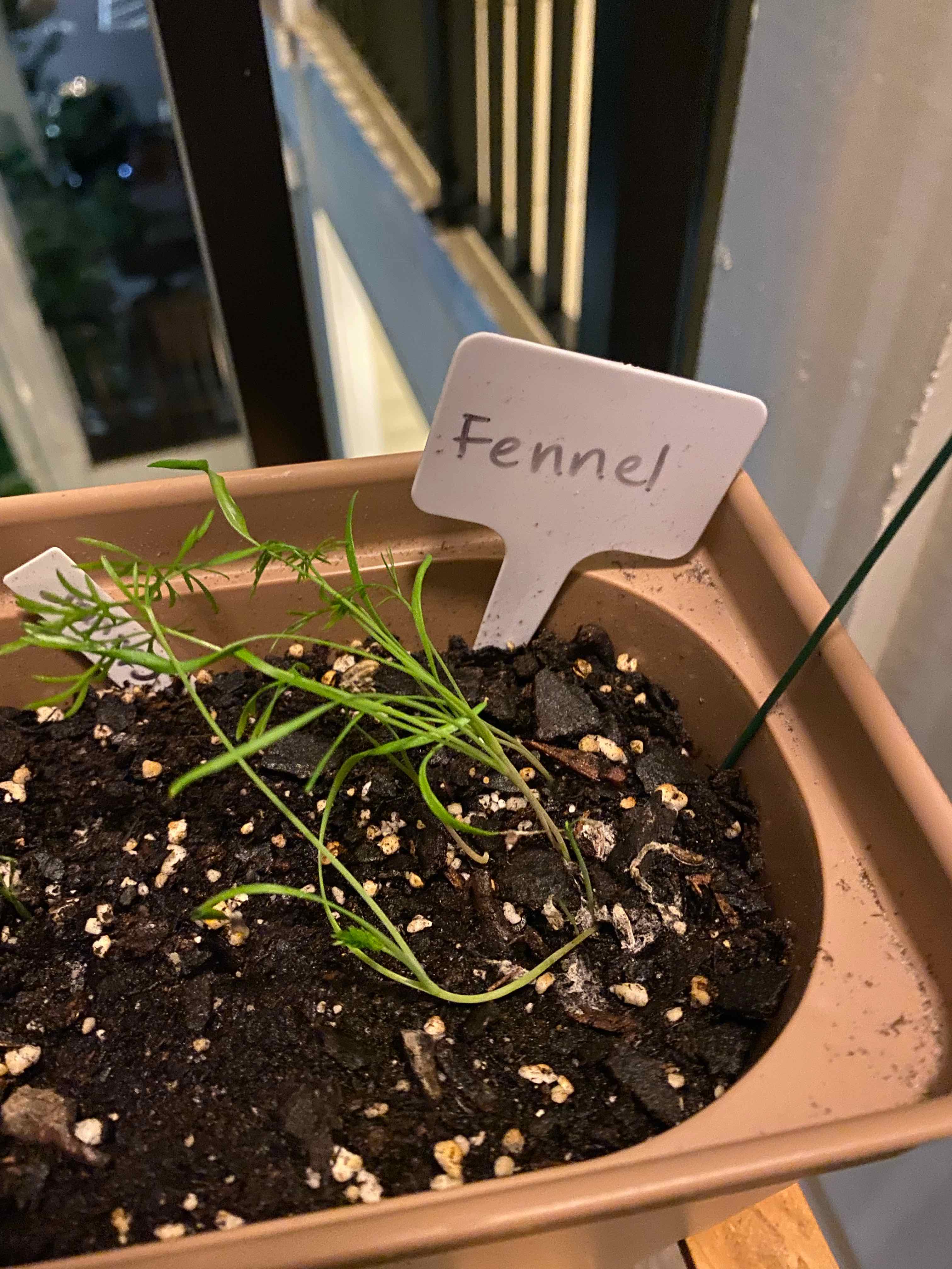 Young Common Fennel plant in a pot with a label indicating its species.