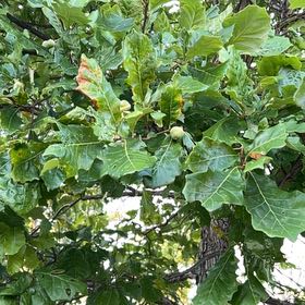 Photo of the plant species English Oak by @BigKale98 named Remington on Greg, the plant care app