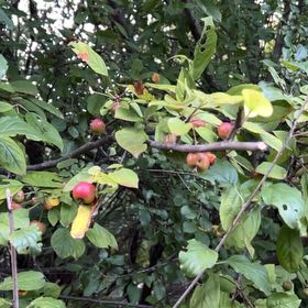 Photo of the plant species Cornelian Cherry by @BigKale98 named Orlando Bloom on Greg, the plant care app