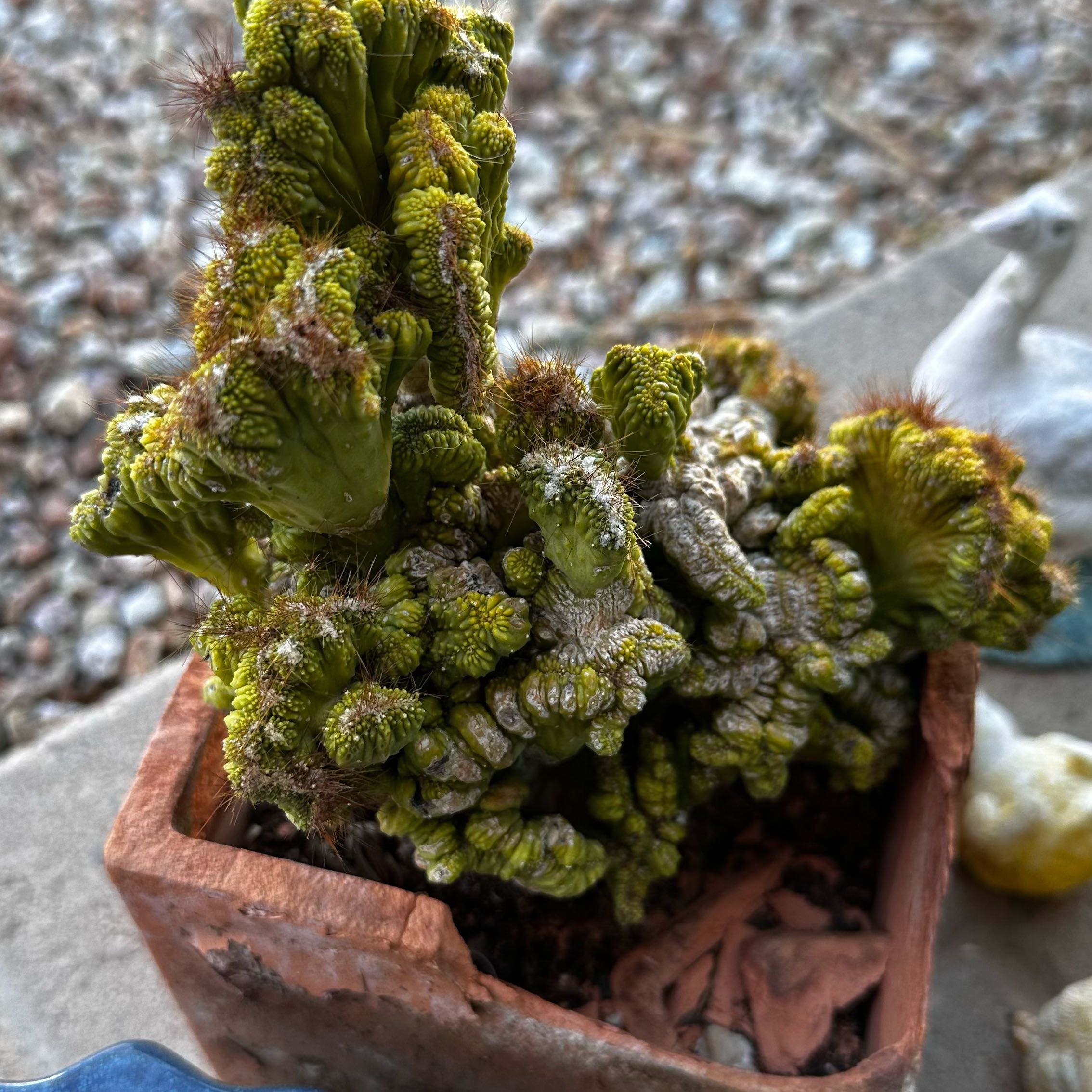 Photo of the plant species Common Liverwort by @PlenaryPurei27 named Rainier on Greg, the plant care app
