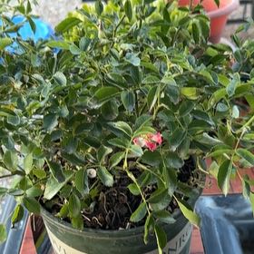 Photo of the plant species Coral Rose by @PlenaryPurei27 named Bigleef Smalls on Greg, the plant care app