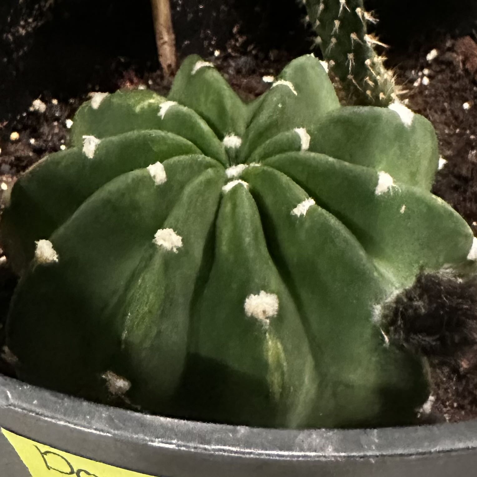 Photo of the plant species Domino Cactus by @PlenaryPurei27 named Walt on Greg, the plant care app