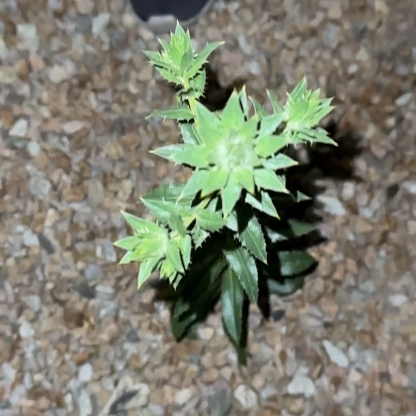 Photo of the plant species Recao by @PlenaryPurei27 named James Dean on Greg, the plant care app