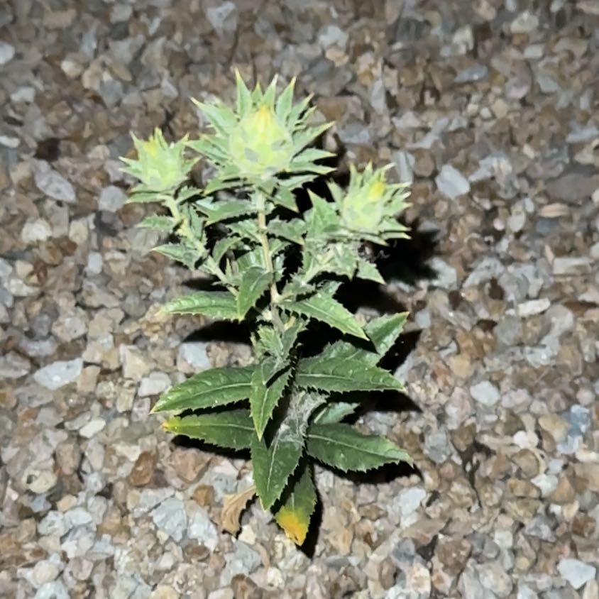 Photo of the plant species Safflower by @PlenaryPurei27 named Keanu Leaves on Greg, the plant care app