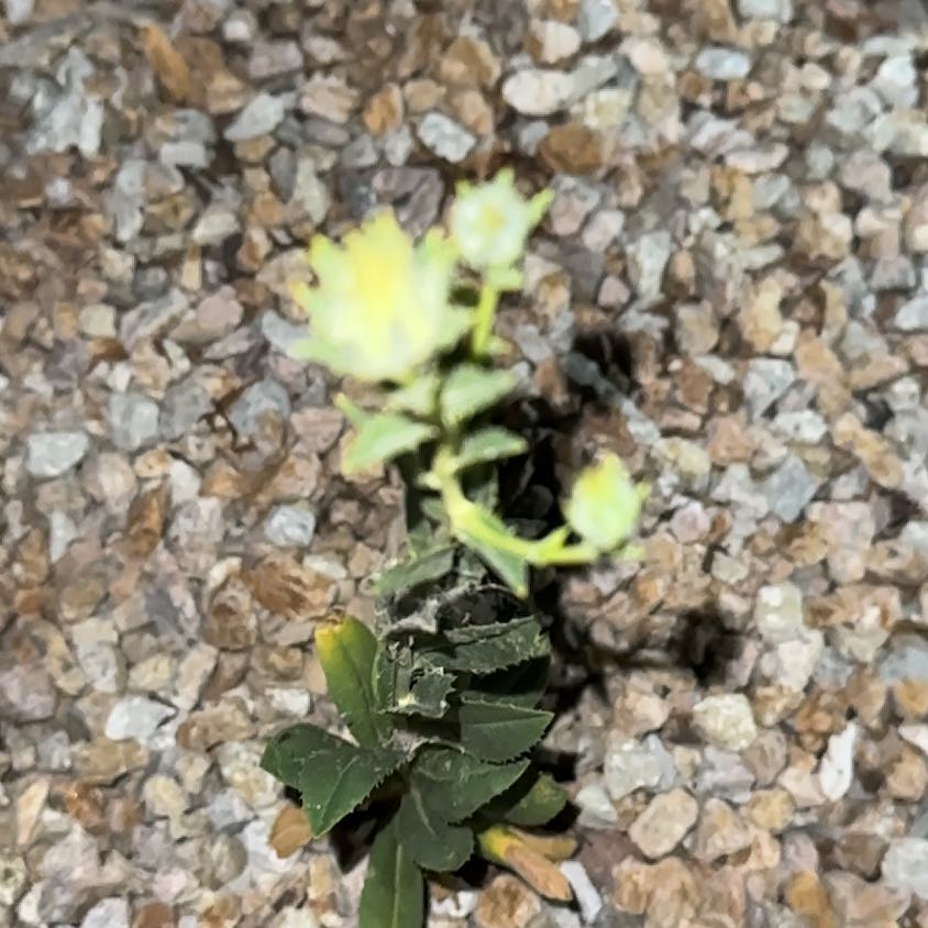 Photo of the plant species Baby Jump-Up by @PlenaryPurei27 named Fernie Saunders on Greg, the plant care app