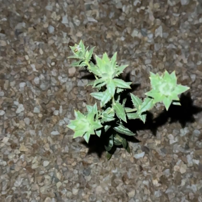 Photo of the plant species Chinese Barberry by @PlenaryPurei27 named Ronaldo on Greg, the plant care app