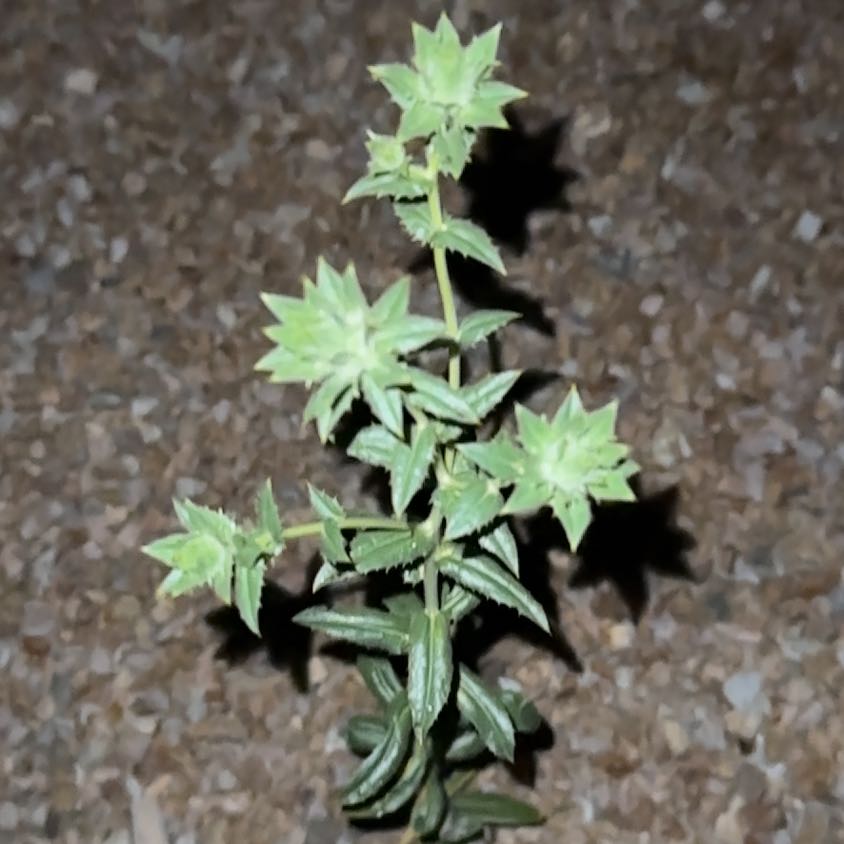 Photo of the plant species Horse Mint by @PlenaryPurei27 named Kardashian on Greg, the plant care app