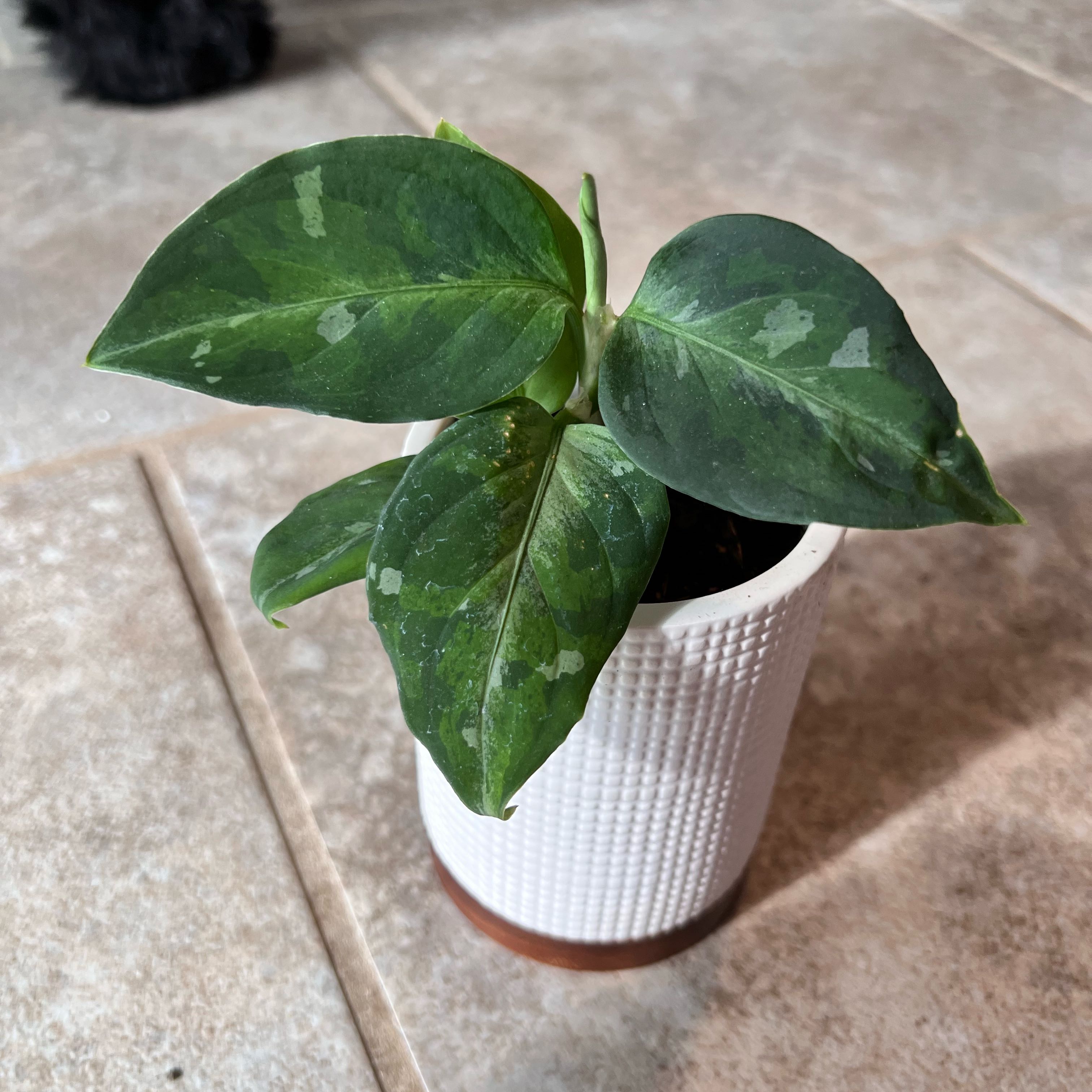 Photo of the plant species Camouflage plant by @FineDracaena76 named Cleopatra on Greg, the plant care app