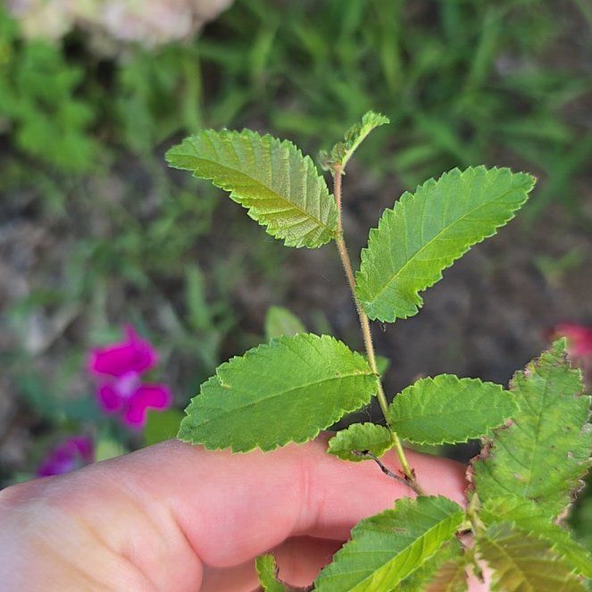 Photo of the plant species European Field Elm by @PioneerPokaka named Achilles on Greg, the plant care app
