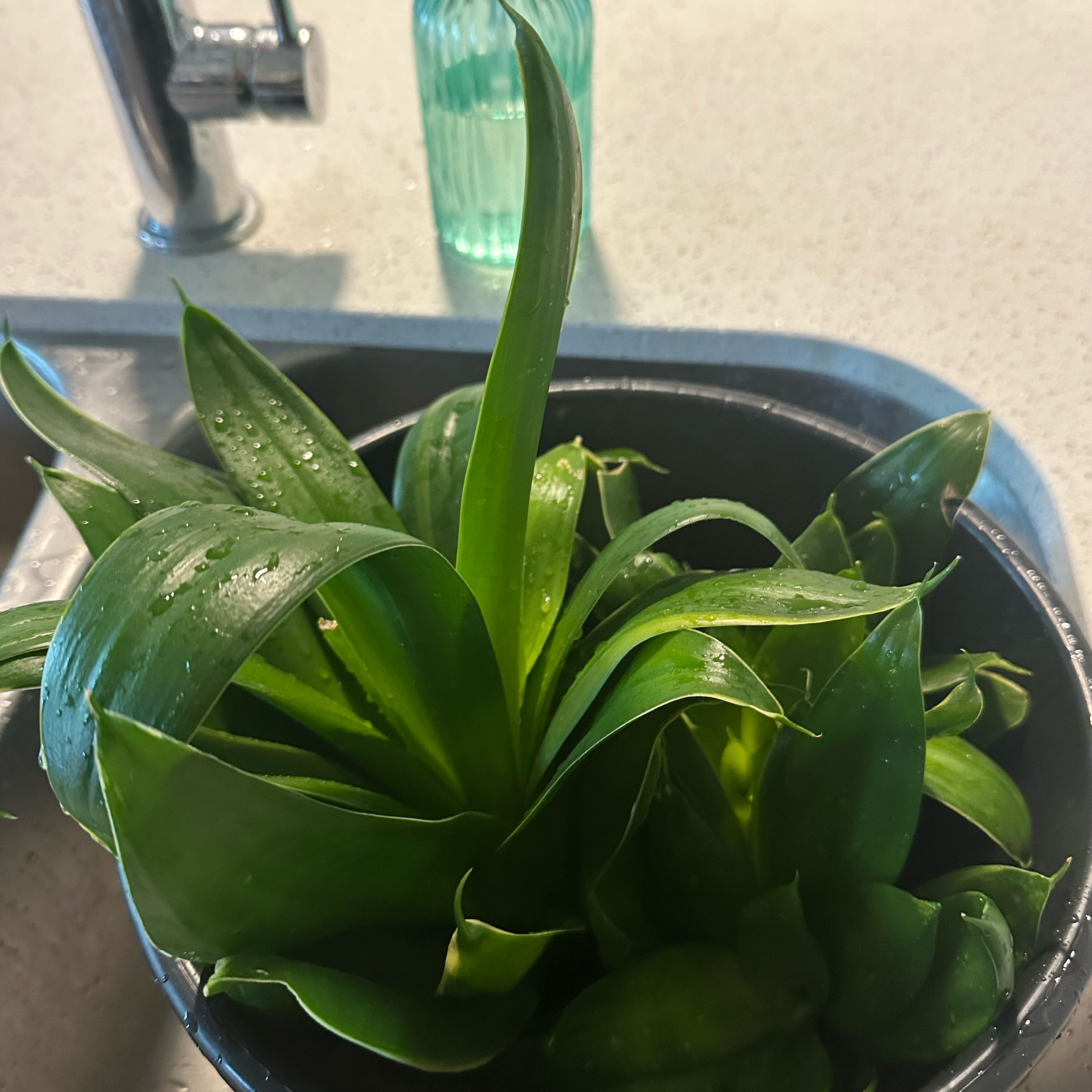 Photo of the plant species Bird's Nest Snake Plant by @EmeraldMoon named Aragorn on Greg, the plant care app