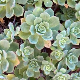 Photo of the plant species Echeveria chinensis by @GiddyRuby0 named Sage on Greg, the plant care app