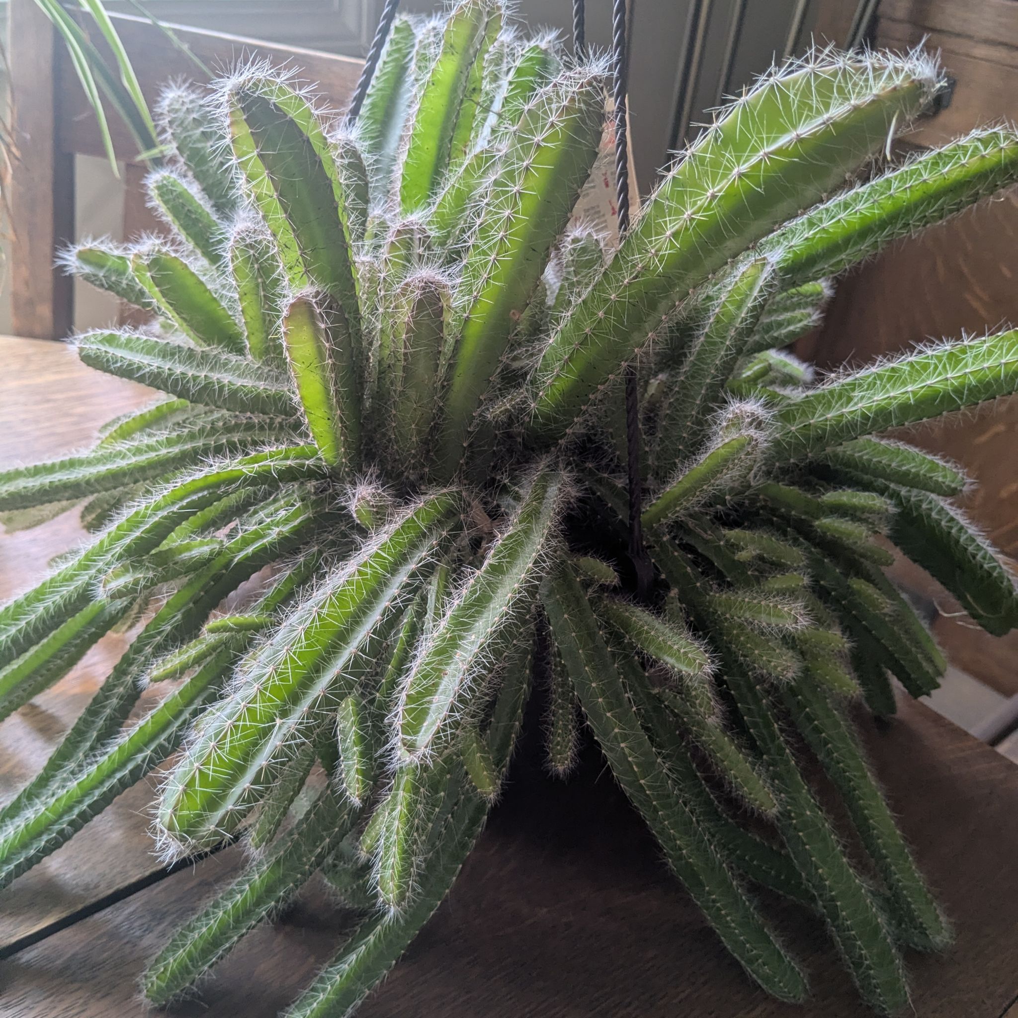 Photo of the plant species Dog Tail Cactus by @NOBSAC named Snoop on Greg, the plant care app