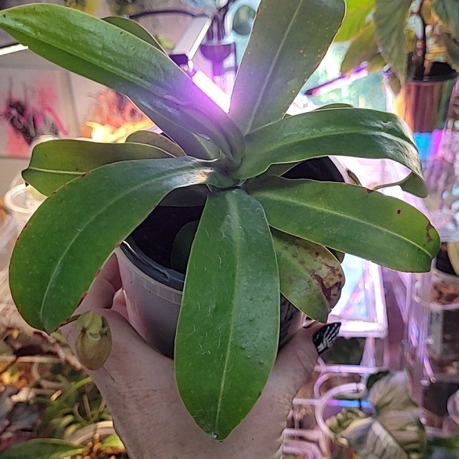 Photo of the plant species monkey cup by @breezyx7 named Nepenthes Monkey Cup Lex on Greg, the plant care app
