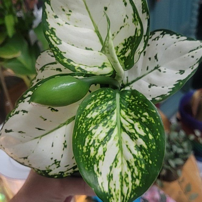Photo of the plant species Aglaonema 'Beauty' by @breezyx7 named Aglo. White Valentine on Greg, the plant care app