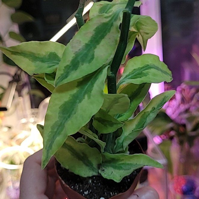 Photo of the plant species Assorted Pedilanthus by @breezyx7 named Jacob's Ladder on Greg, the plant care app