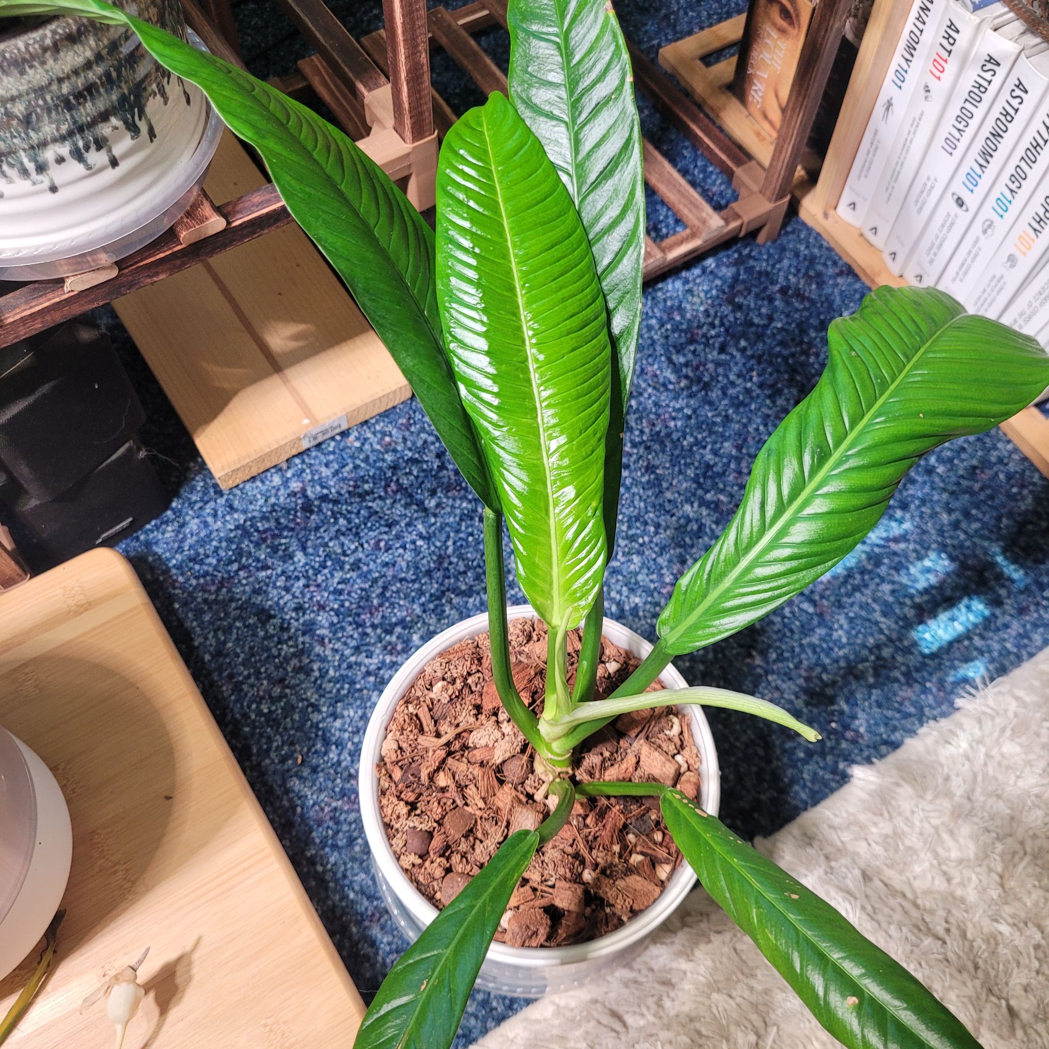 Photo of the plant species Philodendron campii by @breezyx7 named Philo Calypso on Greg, the plant care app