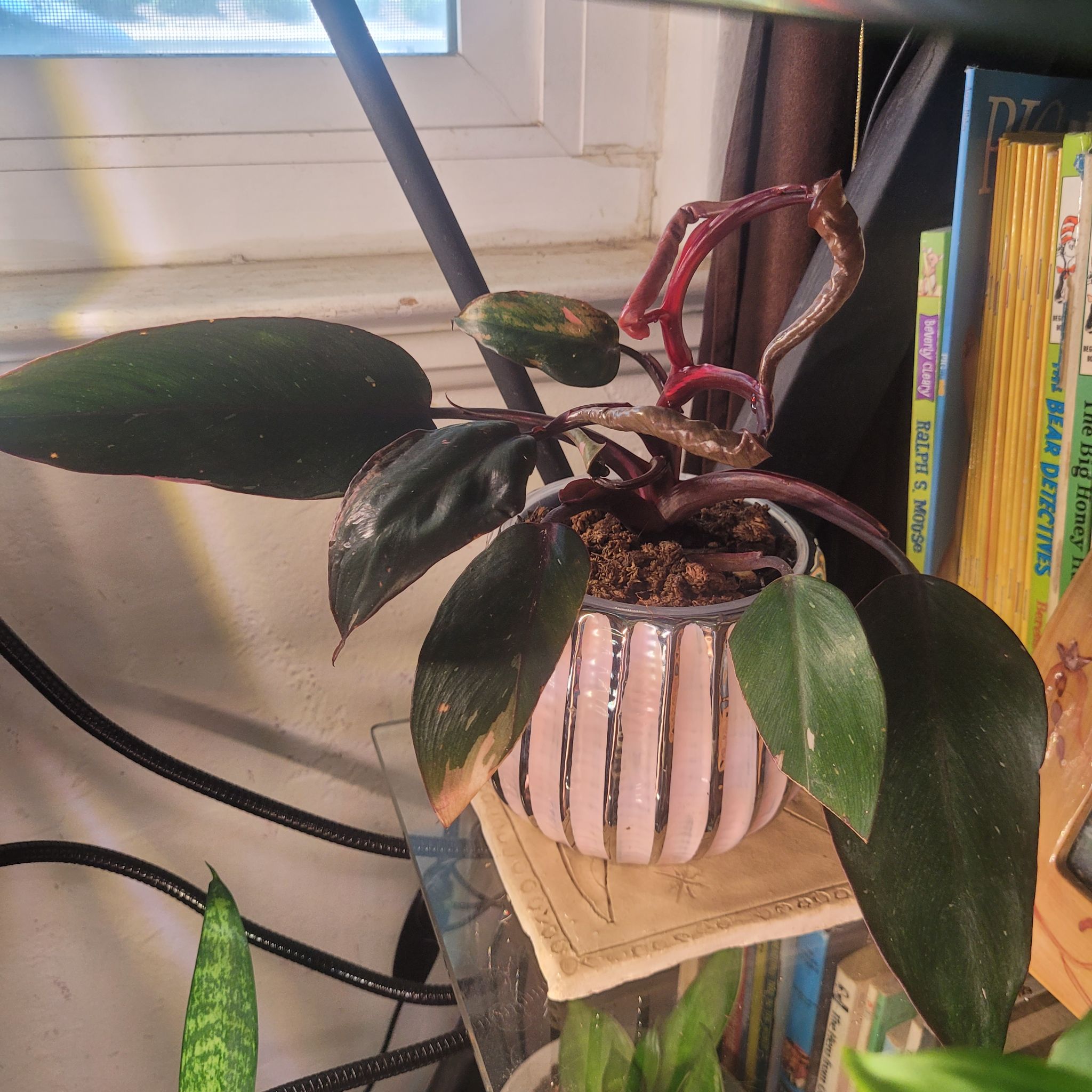 Photo of the plant species Philodendron Burgundy Princess by @breezyx7 named Philo Diana on Greg, the plant care app