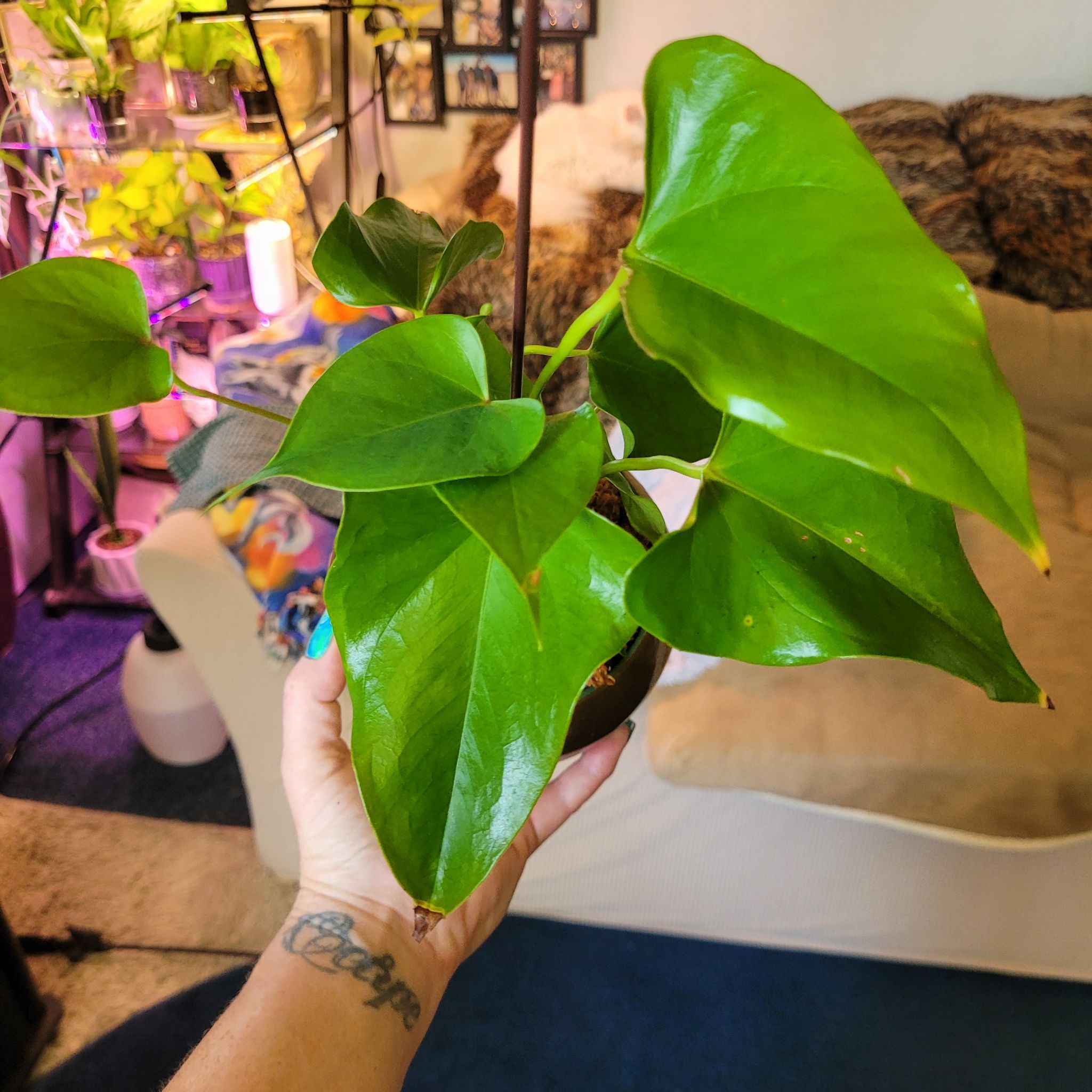 Photo of the plant species Flamingo Lily by @breezyx7 named Anthurium Lily on Greg, the plant care app