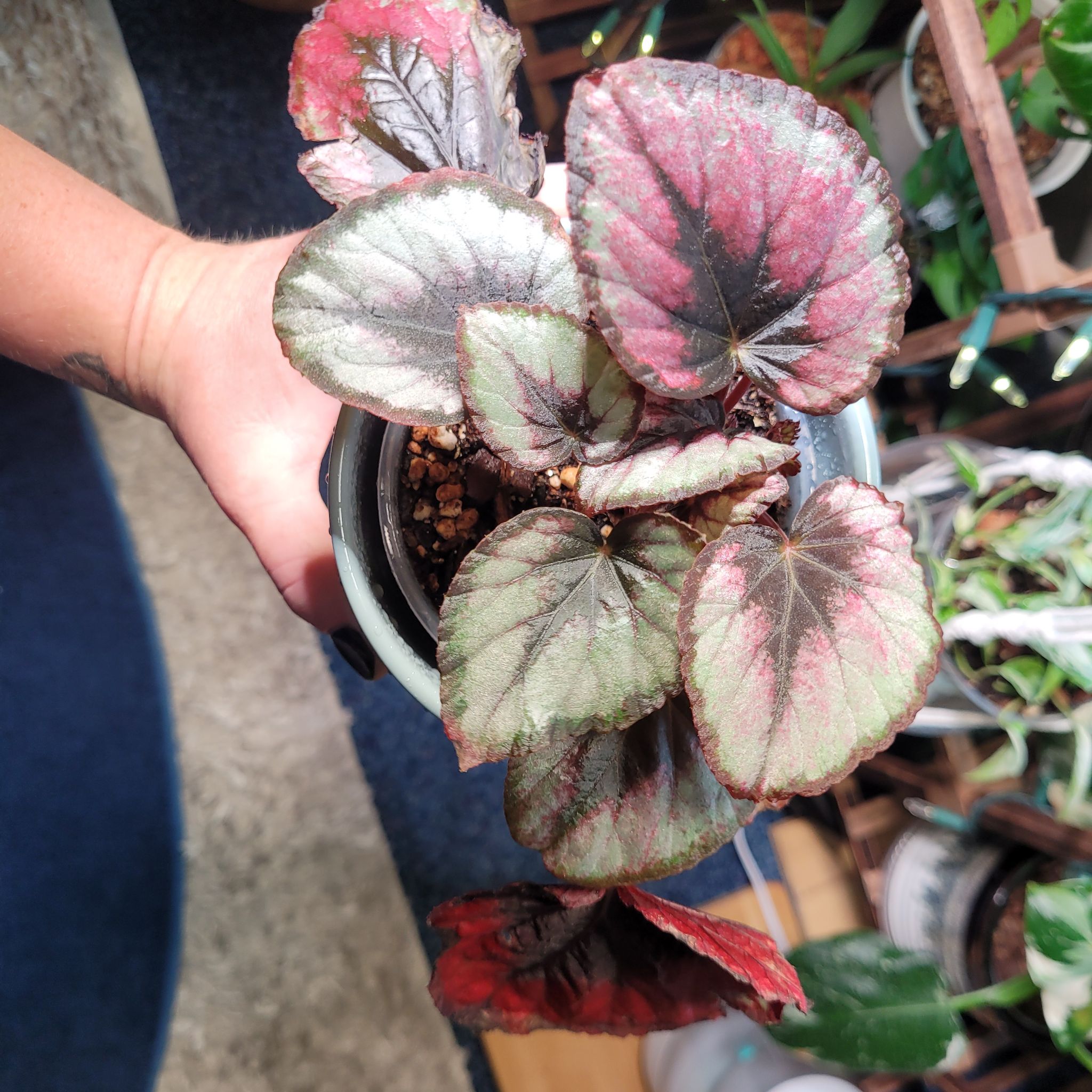 Plant care for Escargot Begonia on Greg, the plant care app