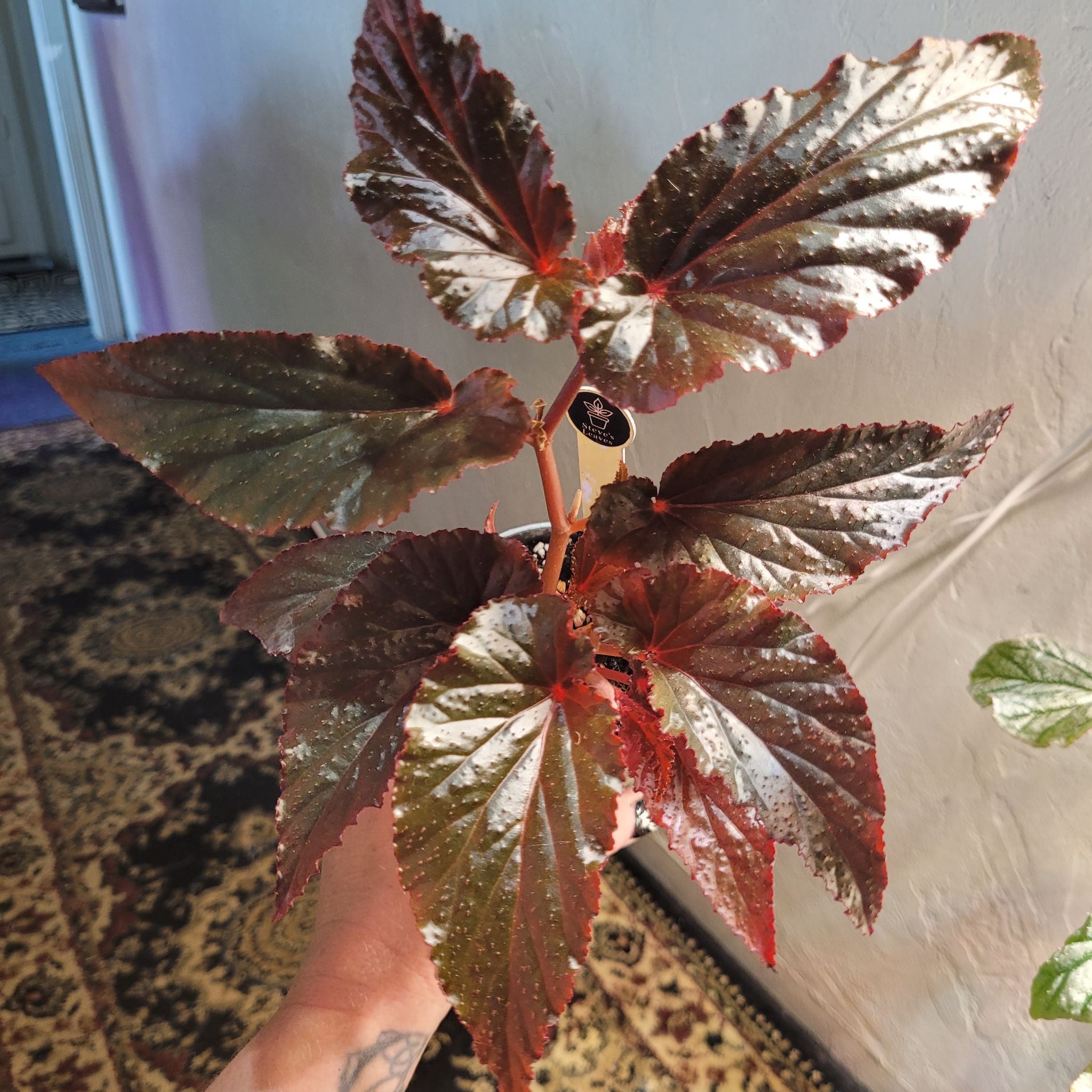 Photo of the plant species Begonia by @breezyx7 named B. Arabian Sunset on Greg, the plant care app