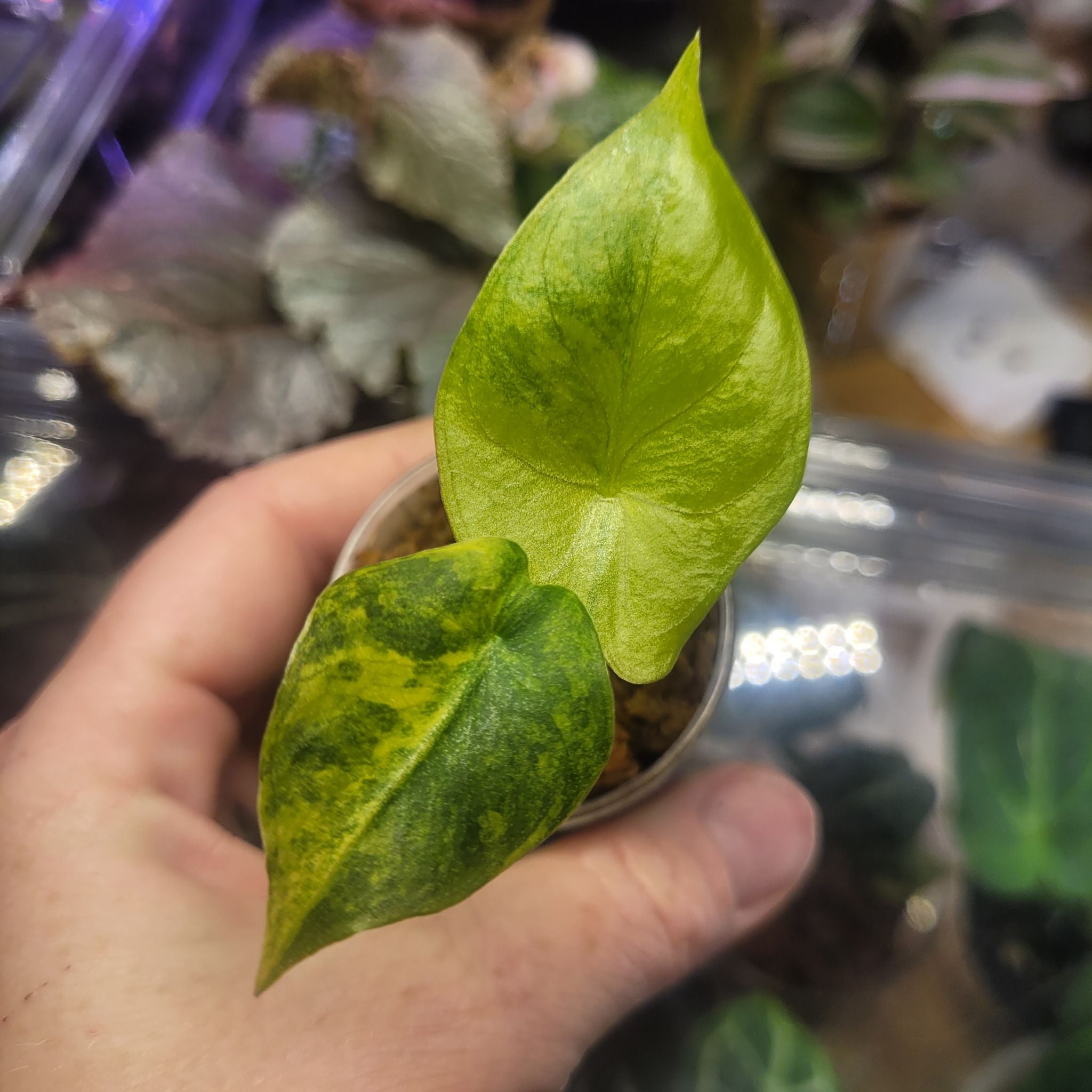 Photo of the plant species Alocasia Pink Dragon Variegated by @breezyx7 named Pink Dragon Aurea on Greg, the plant care app