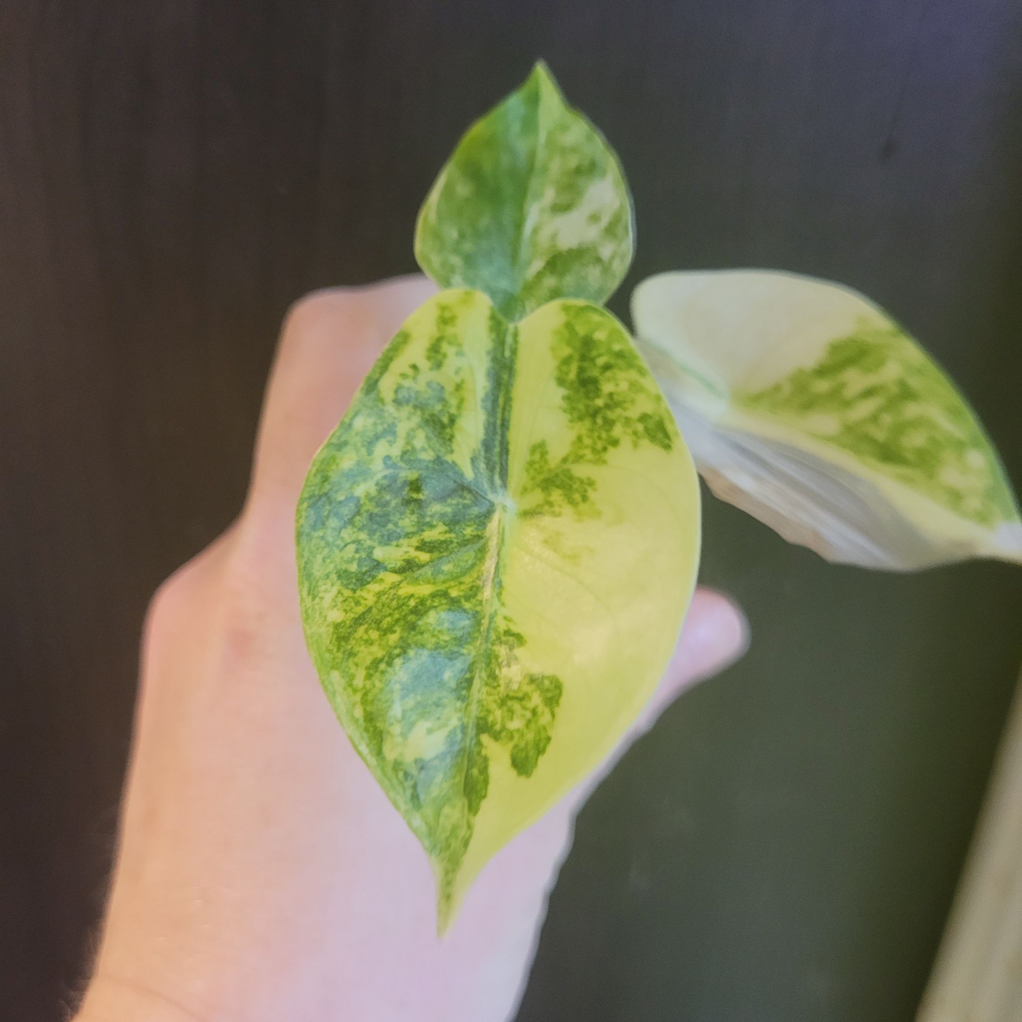 Photo of the plant species Alocasia Pink Dragon Variegated by @breezyx7 named Aloc. Pink Dragon Aurea on Greg, the plant care app