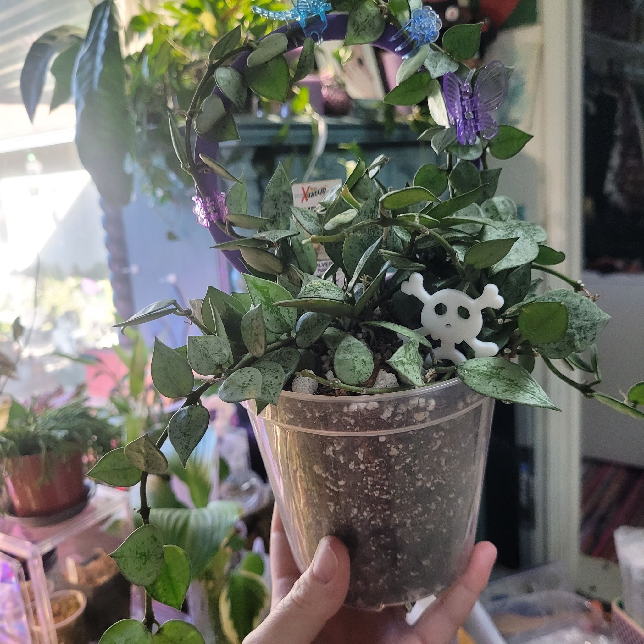 Photo of the plant species Hoya 'Krohniana Silver' by @breezyx7 named H. Krohniana silver x2 Lex on Greg, the plant care app