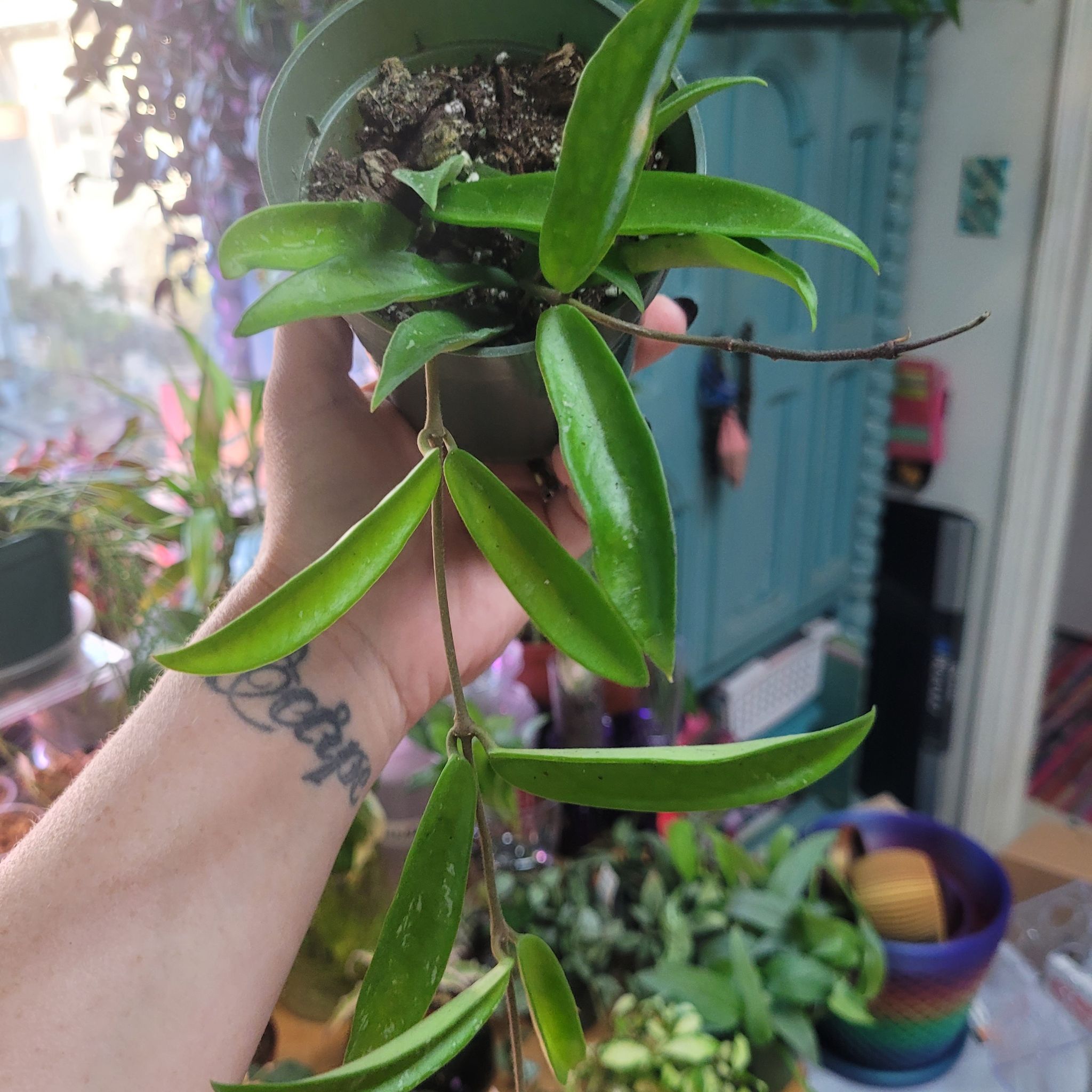 Photo of the plant species Hoya Minibelle by @breezyx7 named H. Minibelle Lex + Yaya on Greg, the plant care app