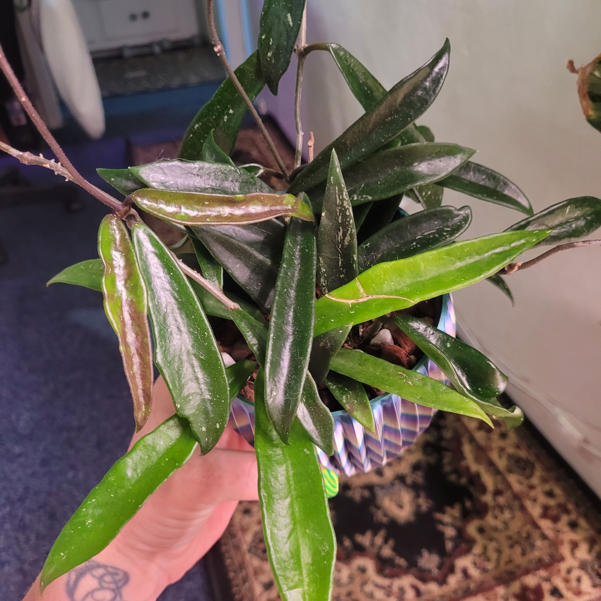 Photo of the plant species Hoya Minibelle by @breezyx7 named H. Minibelle Lex + Yaya on Greg, the plant care app