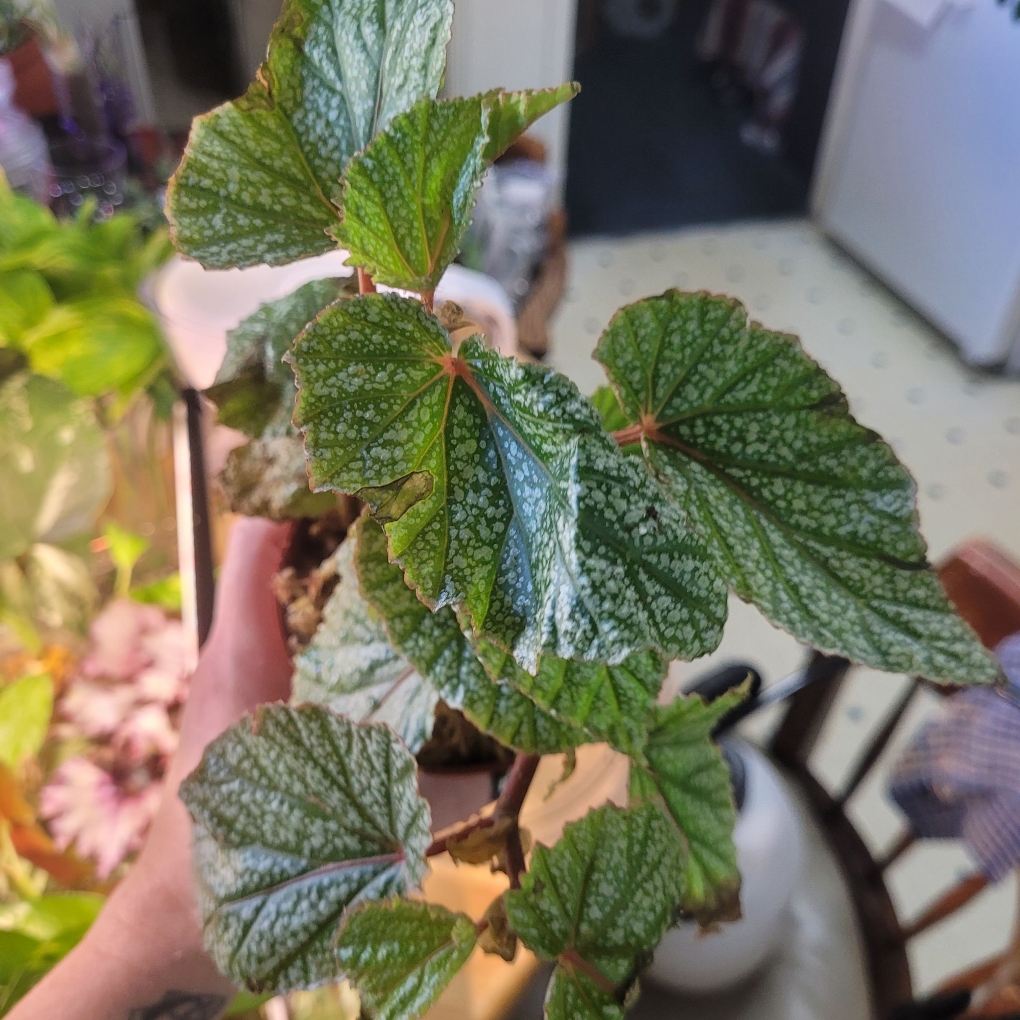 Photo of the plant species Sophia by @breezyx7 named B. Angelwing begonia on Greg, the plant care app