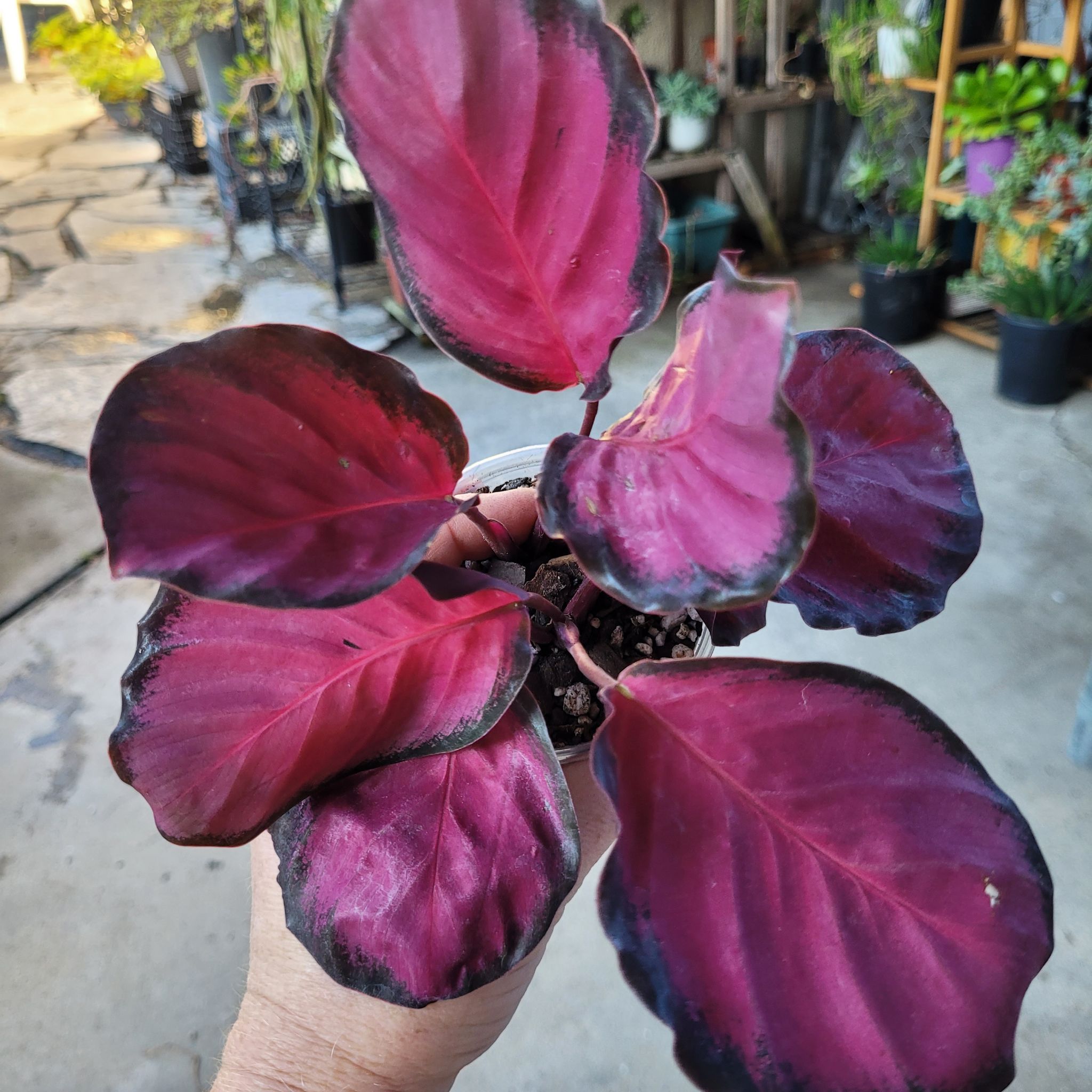 Photo of the plant species calathea rosy by @breezyx7 named Calathea Crimson on Greg, the plant care app