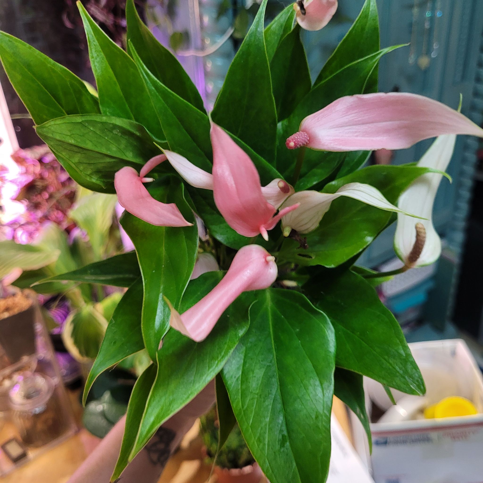 Photo of the plant species Lilli by @breezyx7 named Anthurium Lilli pink on Greg, the plant care app