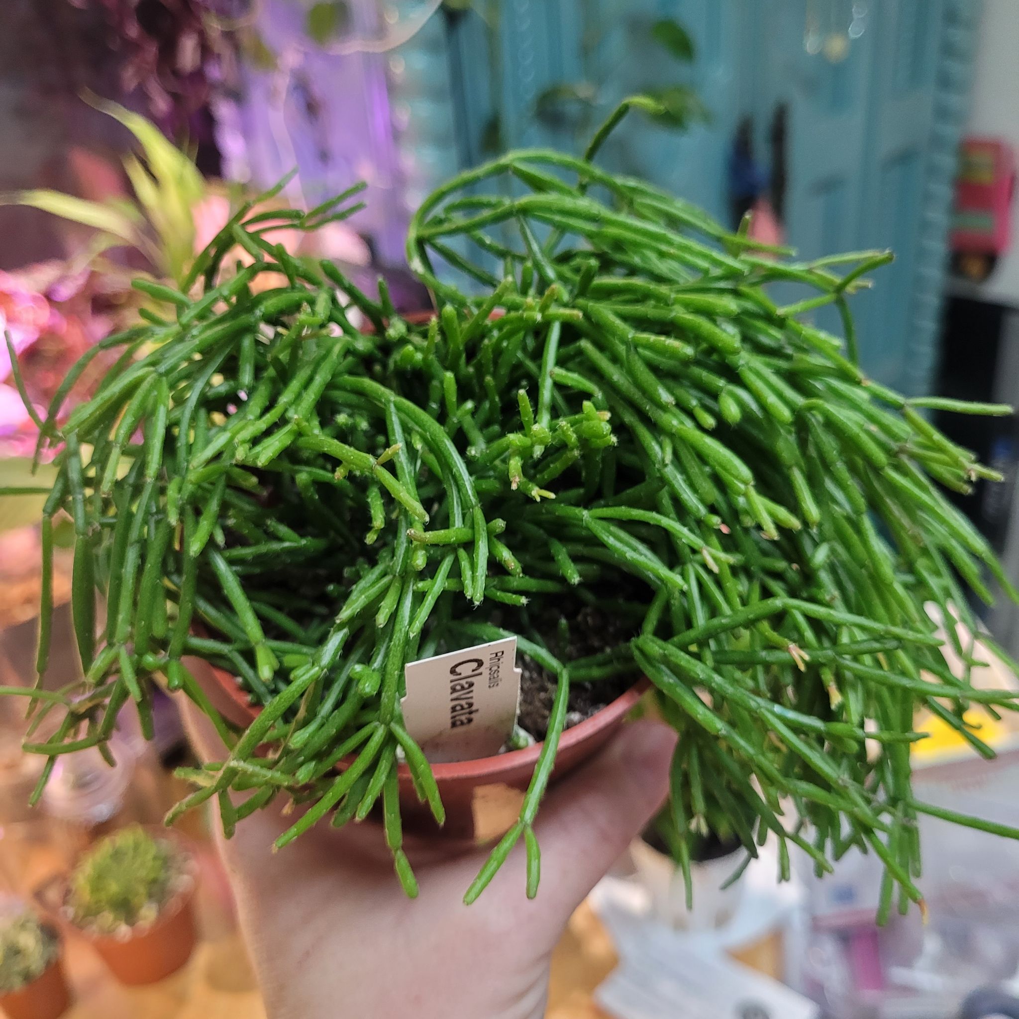 Photo of the plant species Rhipsalis clavata by @breezyx7 named Rhipsalis Clavata on Greg, the plant care app