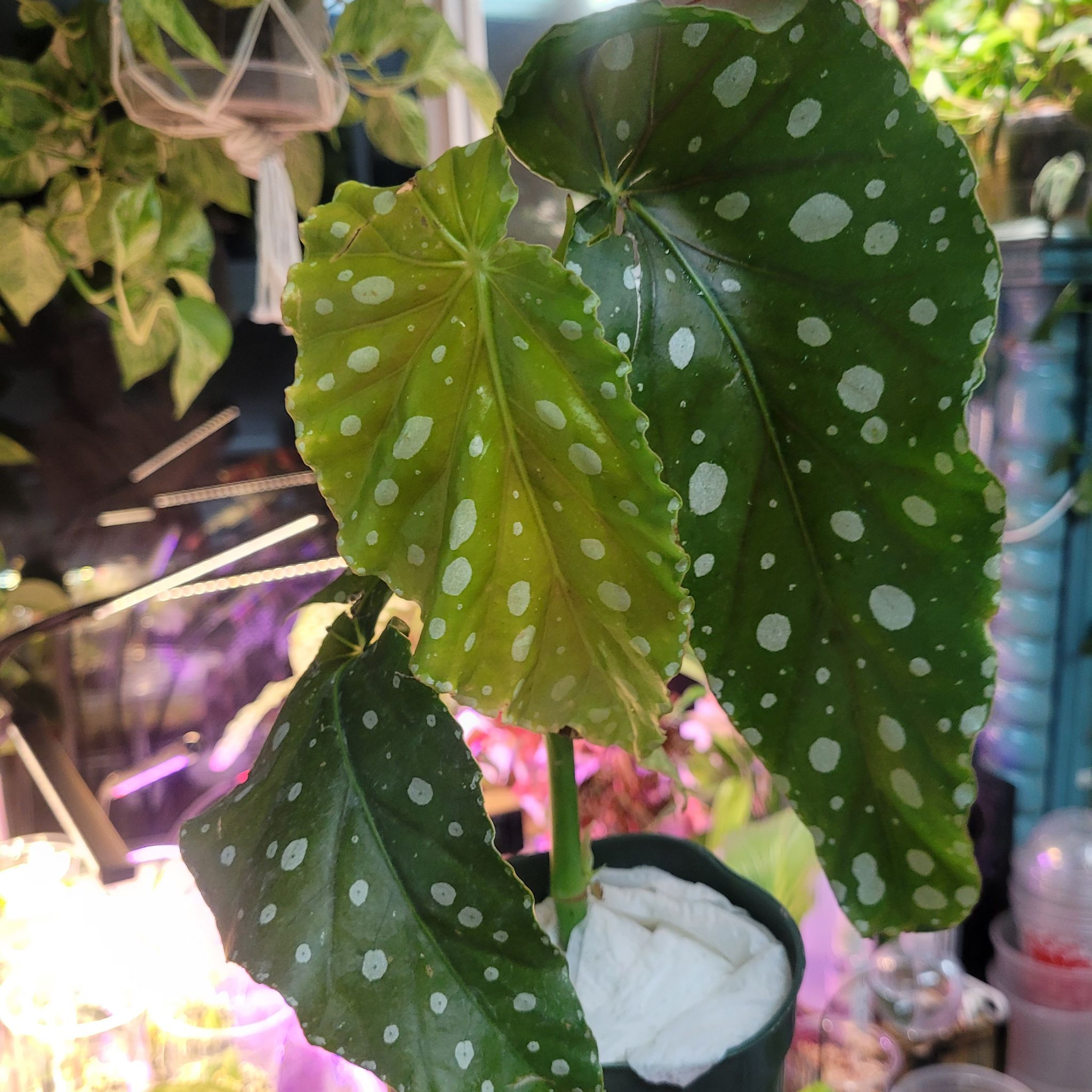 Plant care for Begonia Elsa on Greg, the plant care app