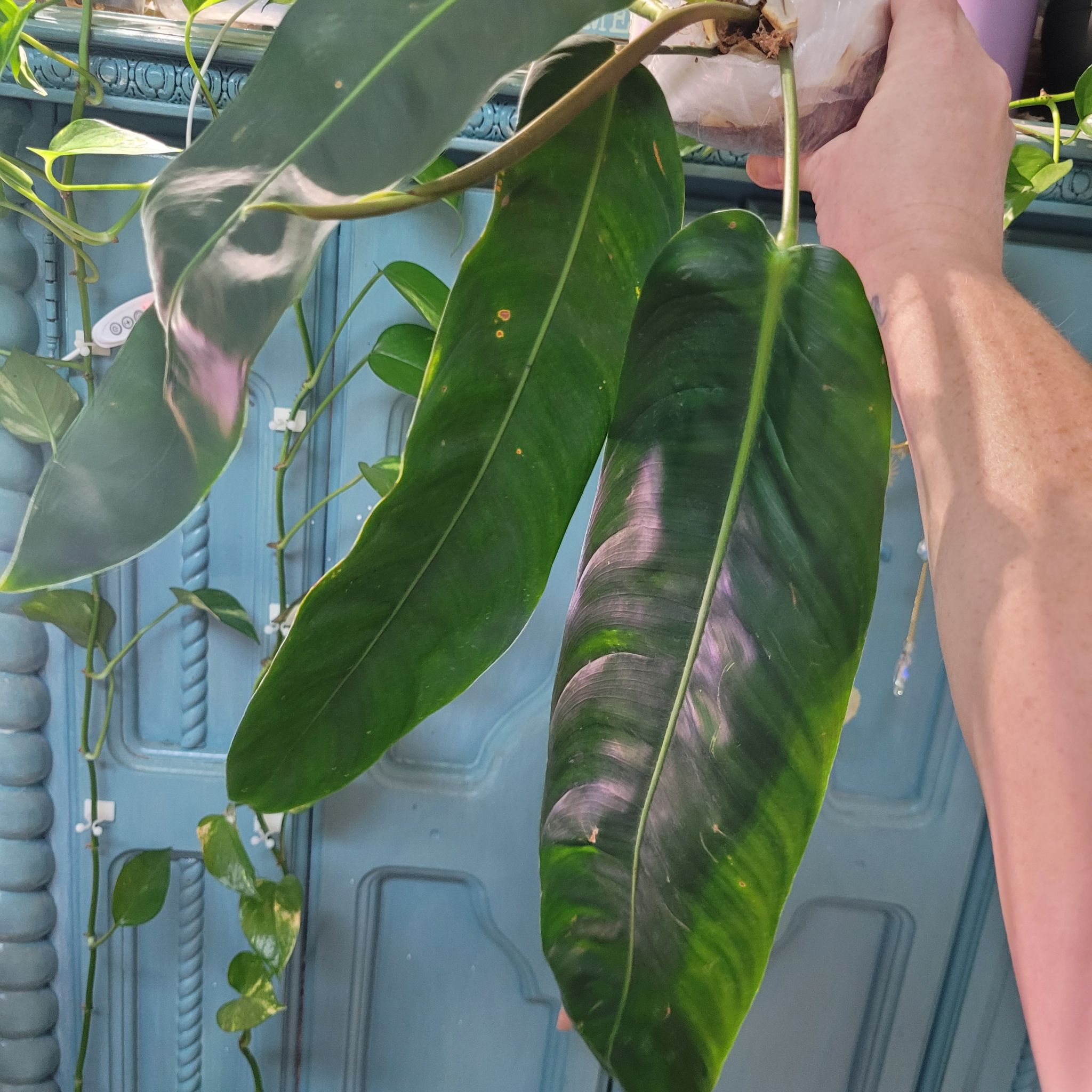 Photo of the plant species Philodendron patriciae by @breezyx7 named Philo. Patriciae on Greg, the plant care app