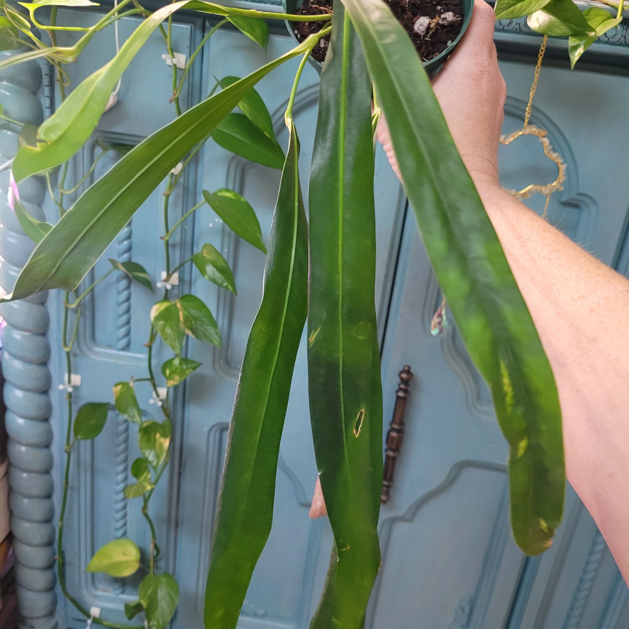 Photo of the plant species Friedrichsthal's Anthurium by @breezyx7 named Anthurium Friedrichsthalli on Greg, the plant care app